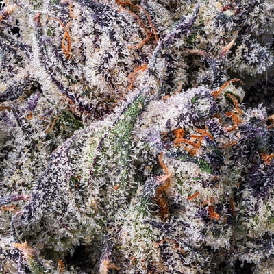 Image 5 for 98K, a indica product Image 5 for 98K, a indica product