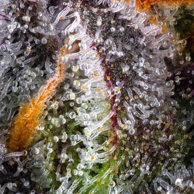 Image 13 for ZuZu Berry, a sativa product