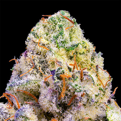 Shop (Pineapple Hindu Z x Banana OG) x Eye Can #2 [3.5g] | San Diego