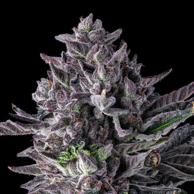 Image 6 for 98K All-In-One Gold Blend [1000mg], a indica product