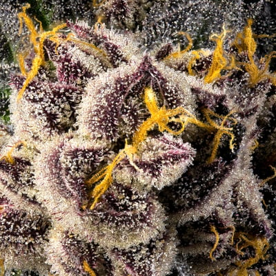 Image 8 for Ajo Blanco, a sativa product