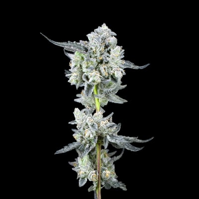 Image 10 for Umami Butter Gold Blend, a indica product Image 10 for Umami Butter Gold Blend, a indica product