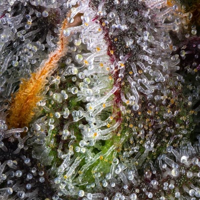 Image 12 for BluZangria Goldies Infused Pre-Rolls 5-Pack [3g], a sativa product