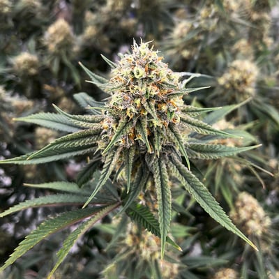 Shop Honey Zanana | BEYOND / HELLO - Normal (MED) Dispensary