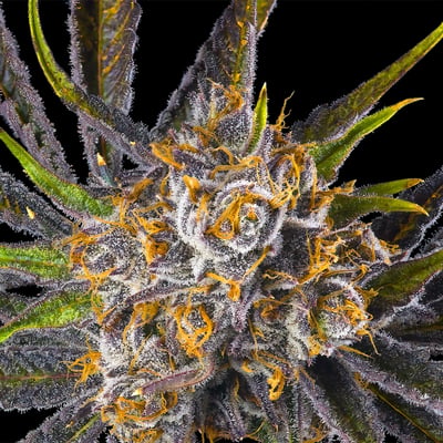 Image 6 for Orange Bellini Pre-Roll [1g], a sativa product