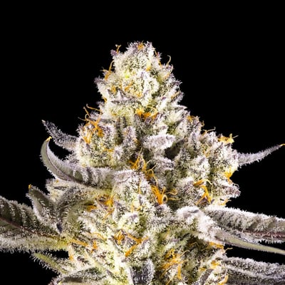Image 9 for French Diamonds Mini Halos Infused Pre-Roll Single [.6g], a hybrid product