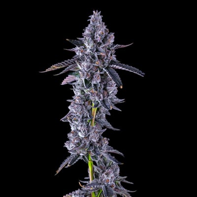 Image 8 for Black Lotus Goldies Infused Pre-Rolls 5-Pack [3g], a indica product