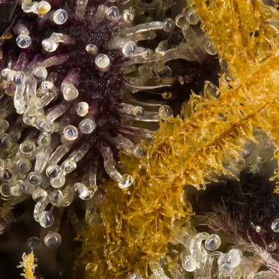 Image 9 for Ajo Blanco, a sativa product