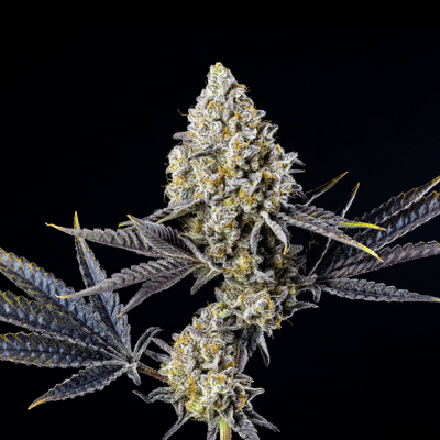 Image 8 for Kiwi Sorbet [3.5g], a hybrid product