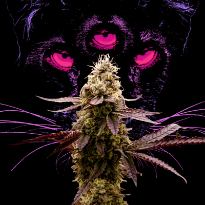 Image 6 for Animal Face, a indica product Image 6 for Animal Face, a indica product