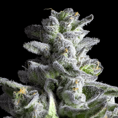 Image 11 for Black Diamond X Pre-Roll 5-Pack [2.5g], a indica product