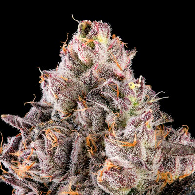 Image 9 for Prizm [3.5g], a indica product