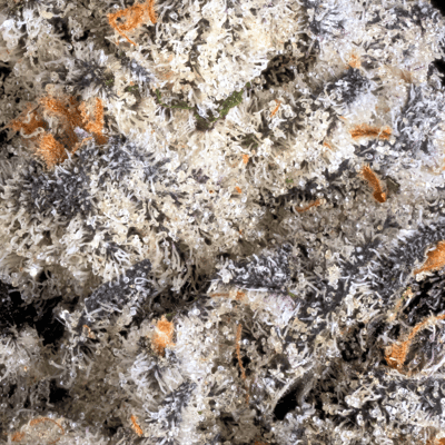 Image 5 for Apples & Diamonds [3.5g], a indica product