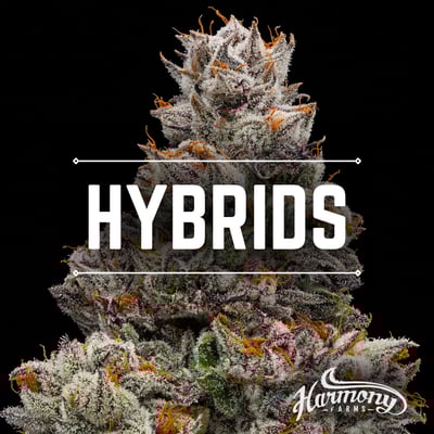 Shop Seven Lemon Kush | Dockside Cannabis - Shoreline Dispensary