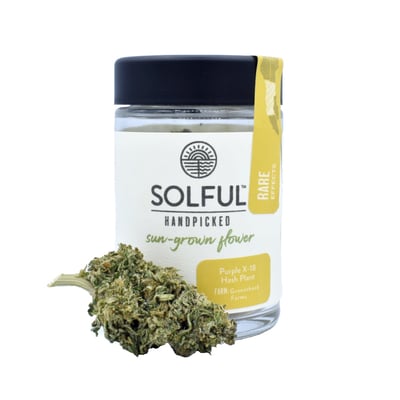 Shop Purple X-18 Hash Plant | Solful - Healdsburg Dispensary