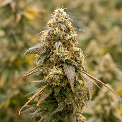 Verilife Bronx Menu - Medical Cannabis in Bronx-New York City
