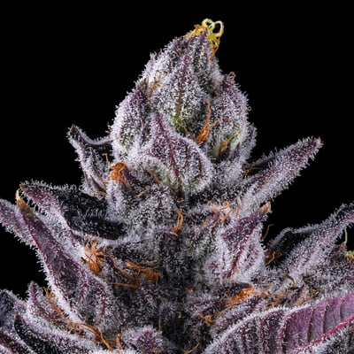 Image 8 for Chrome Dome Pre-Roll 5-Pack (2.5g), a sativa product Image 8 for Chrome Dome Pre-Roll 5-Pack (2.5g), a sativa product
