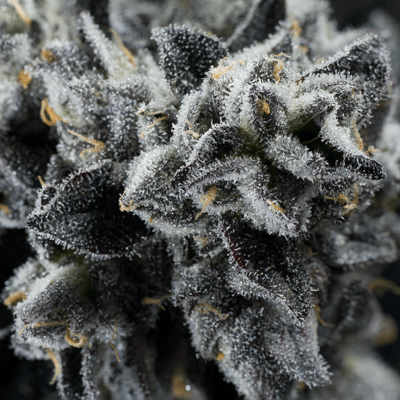 Image 5 for Umami Butter - Maven Minis [14g], a indica product