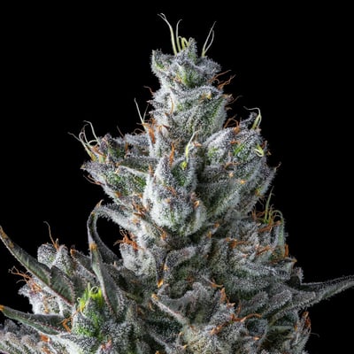Image 7 for Pineapple Biscotti Gold Blend, a sativa product Image 7 for Pineapple Biscotti Gold Blend, a sativa product