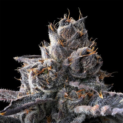 Image 8 for New Money Pre-Roll [1g], a hybrid product