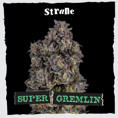 Shop Super Gremlin | Insa - Newtown Square Dispensary Newton