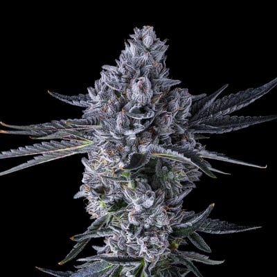 Image 7 for Chroma [3.5g], a indica product