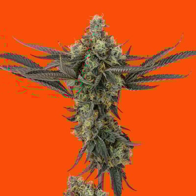 Shop Sweet Sting | River Bluff Cannabis Dispensary Roselle, IL