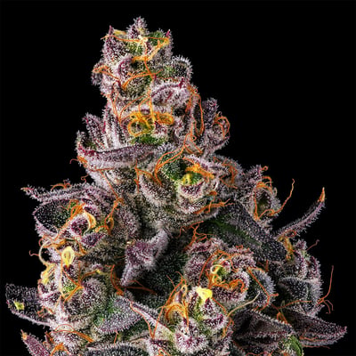 Image 10 for Dirty Laundry Goldies Infused Pre-Rolls 5-Pack [3g], a indica product