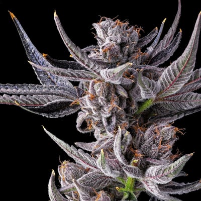Image 6 for Lipsmackerz [3.5g], a hybrid product