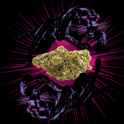 Image 5 for Animal Face, a indica product Image 5 for Animal Face, a indica product