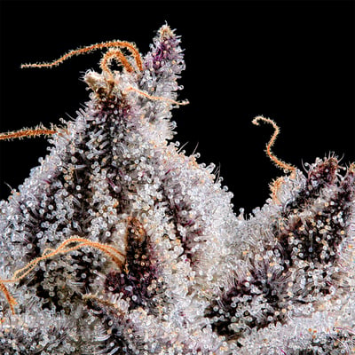 Image 12 for Shangri-La Goldies Infused Pre-Rolls 5-Pack [3g], a indica product