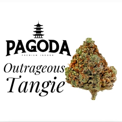 Shop Outrageous Tangie | The Bakeree - Belltown Dispensary Seattle, WA