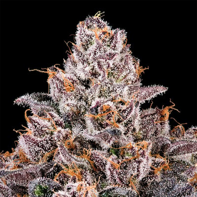 Image 10 for 98 Reserve Gold Blend, a indica product Image 10 for 98 Reserve Gold Blend, a indica product