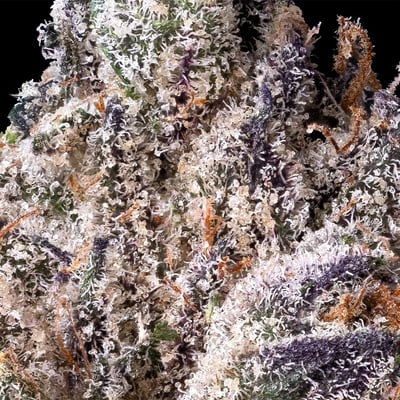 Image 5 for Lipsmackerz [3.5g], a hybrid product