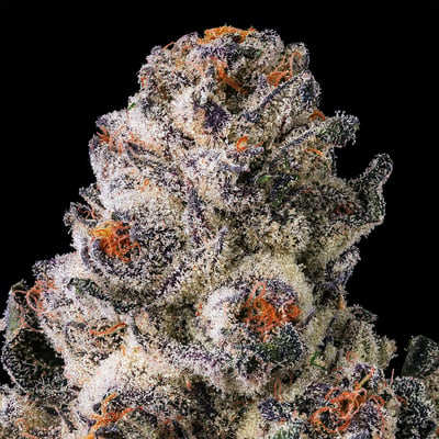 Image 8 for Black Lotus Gold Blend, a indica product Image 8 for Black Lotus Gold Blend, a indica product