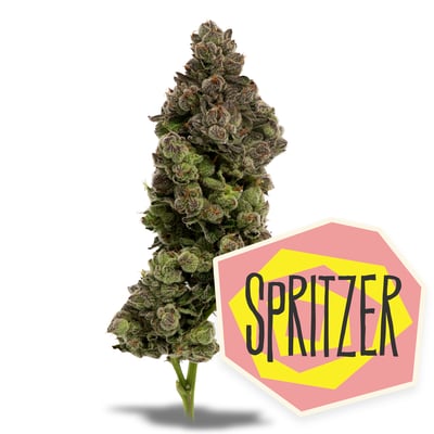Image 1 for Spritzer, a sativa product