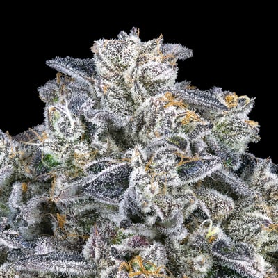 Image 6 for Paradiso Tropical Mini Halos Infused Pre-Roll Single [.6g], a undefined product