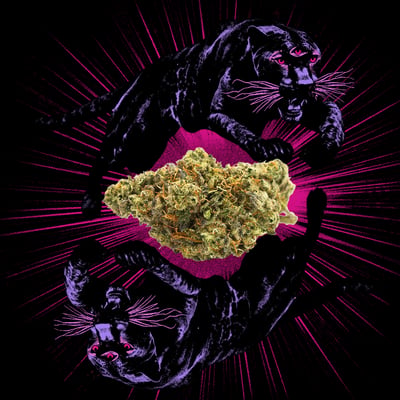 Image 4 for Animal Face, a indica product Image 4 for Animal Face, a indica product