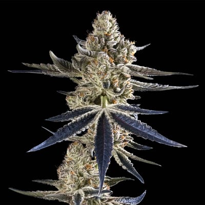 Image 7 for FKAFL Goldies Infused Pre-Rolls 5-Pack [3g], a hybrid product