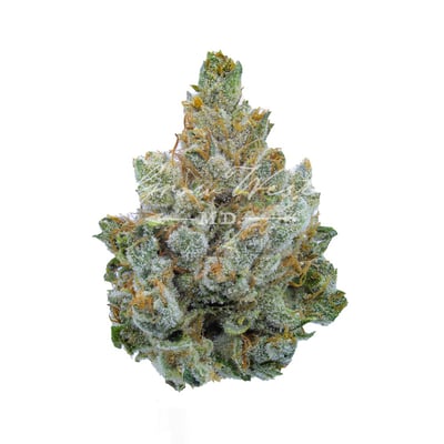 Image 1 for Miami Heat, a sativa product Image 1 for Miami Heat, a sativa product