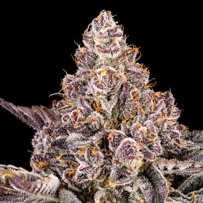 Image 10 for Orange Sapphire Gold Blend, a sativa product Image 10 for Orange Sapphire Gold Blend, a sativa product