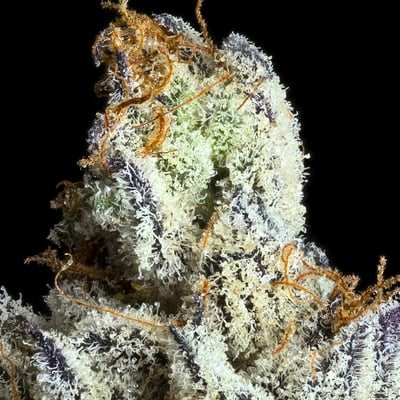Image 6 for FKAFL Goldies Infused Pre-Rolls 5-Pack [3g], a hybrid product