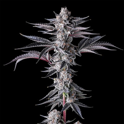Image 6 for New Money Pre-Roll [1g], a hybrid product