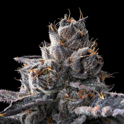Image 8 for New Money Gold Blend, a hybrid product Image 8 for New Money Gold Blend, a hybrid product
