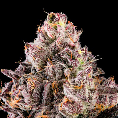 Image 11 for Prizmatic Mini Halos Infused Pre-Rolls 5-Pack [3g], a indica product