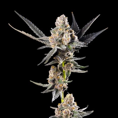 Image 6 for Ajo Blanco, a sativa product