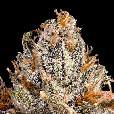 Image 6 for BluZangria Goldies Infused Pre-Rolls 5-Pack [3g], a sativa product