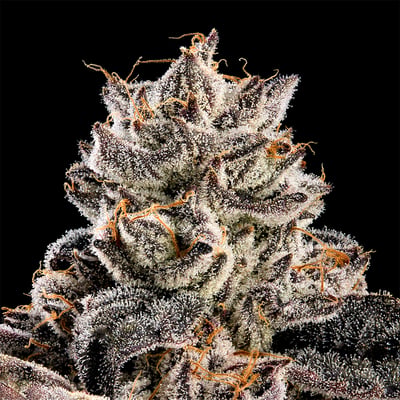 Image 11 for Shangri-La Goldies Infused Pre-Rolls 5-Pack [3g], a indica product