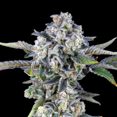 Image 7 for Paradiso Tropical – Maven Mini Halos Rosin Infused Pre-Rolls 5-Pack [3g], a hybrid product