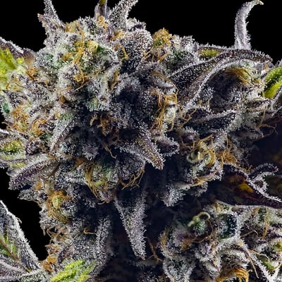 Image 9 for Kiwi Sorbet [3.5g], a hybrid product